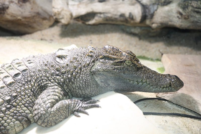 Komodowarane und andere Reptilien und Amphibien im Tropiquarium in Servion