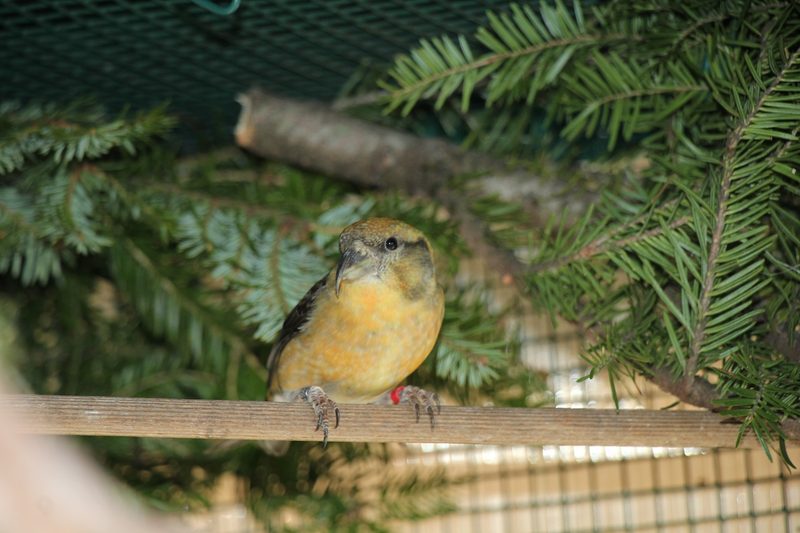 Fichenkreuzschnabel: der Papagei unserer Wälder