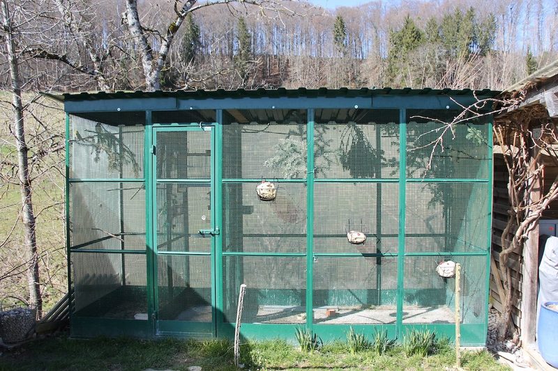 Fichenkreuzschnabel: der Papagei unserer Wälder