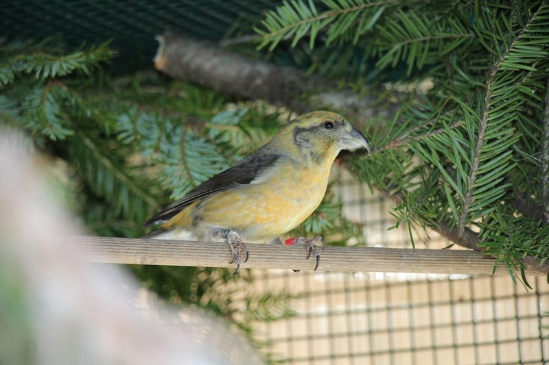 Fichenkreuzschnabel: der Papagei unserer Wälder