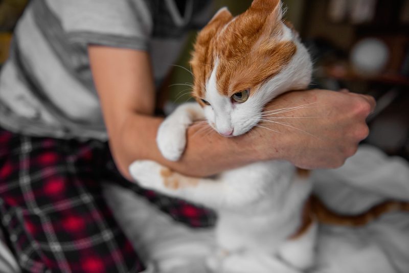 Warum beisst meine Katze ohne Vorwarnung?