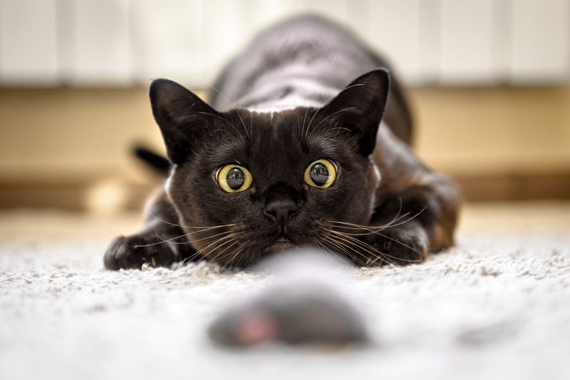 Warum beisst meine Katze ohne Vorwarnung?