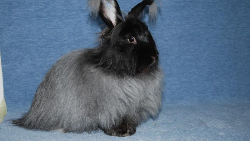 Angora-Kaninchen