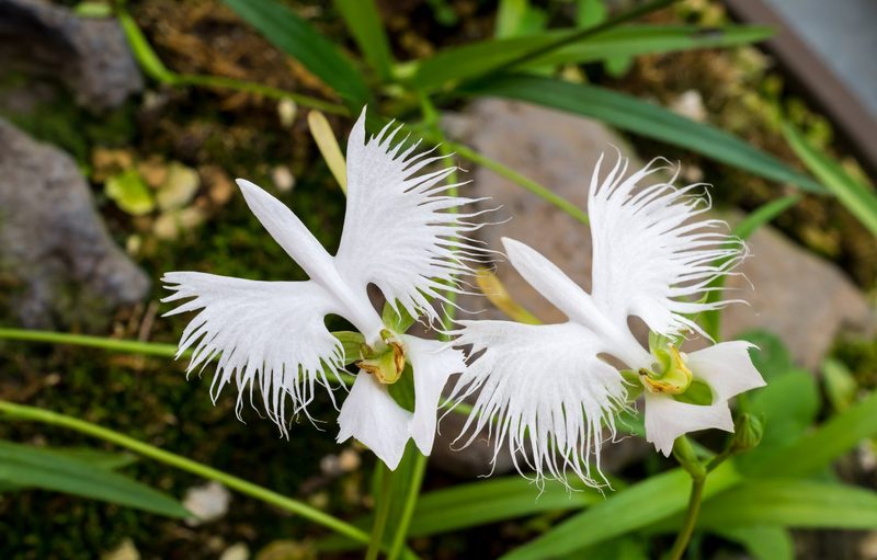 Wenn Blumen Gesichter haben