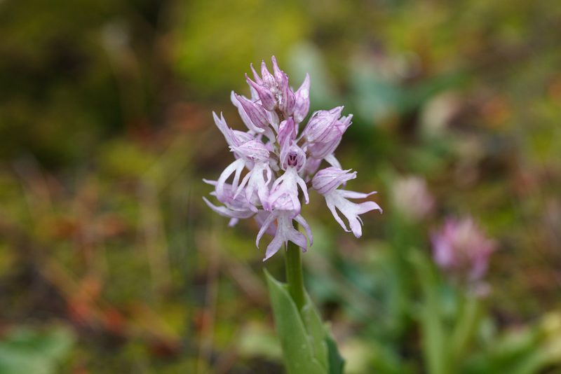 Wenn Blumen Gesichter haben
