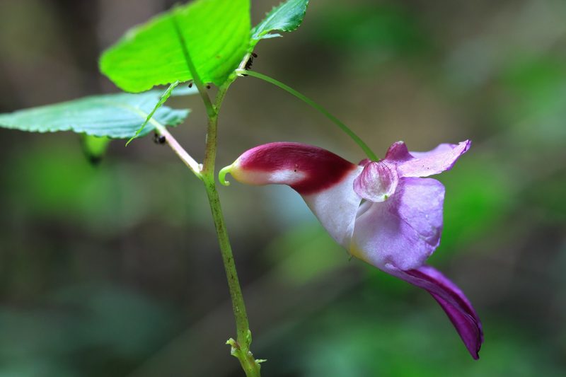 Wenn Blumen Gesichter haben