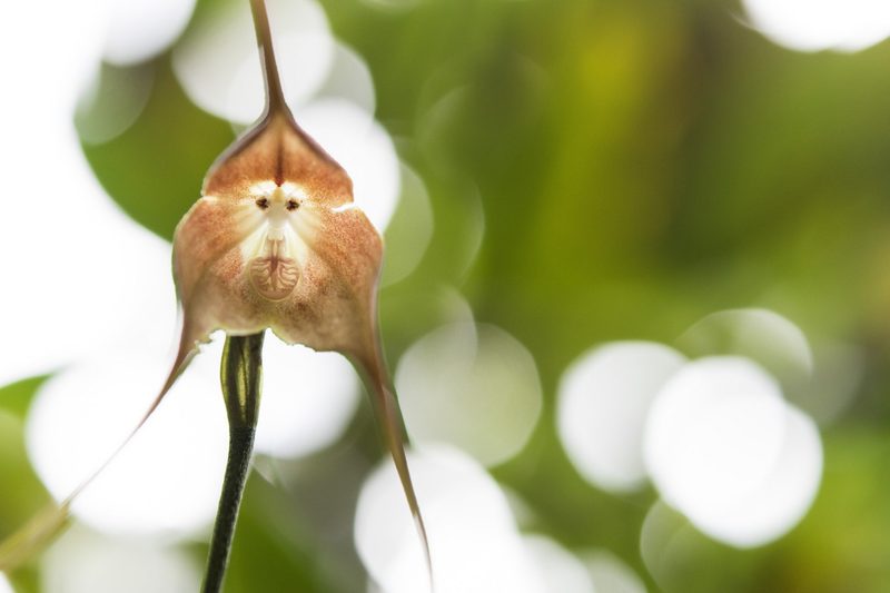 Wenn Blumen Gesichter haben