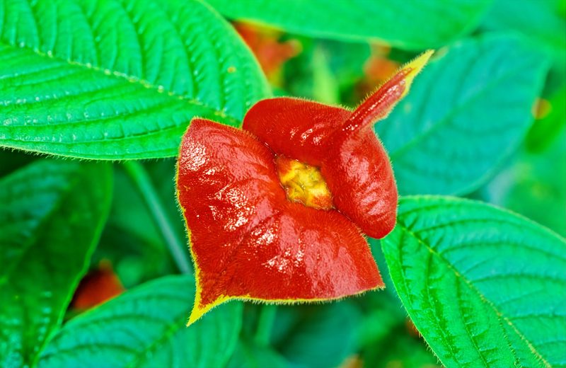 Wenn Blumen Gesichter haben