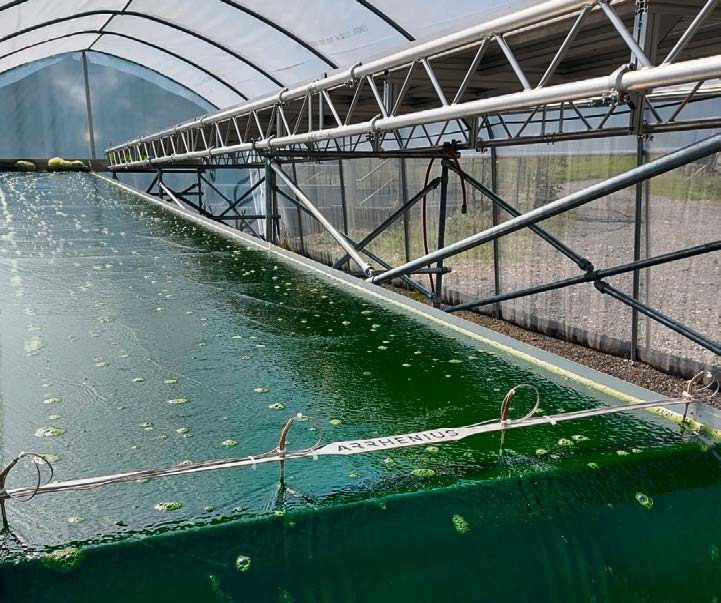 Mikroalgen statt Soja: Die Zukunft der Tierfütterung?