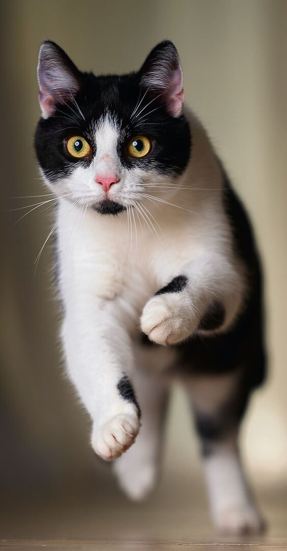 Obwohl seit Tausenden von Jahren beim Menschen, zeigen Katzen noch immer sehr viel Wildverhalten.