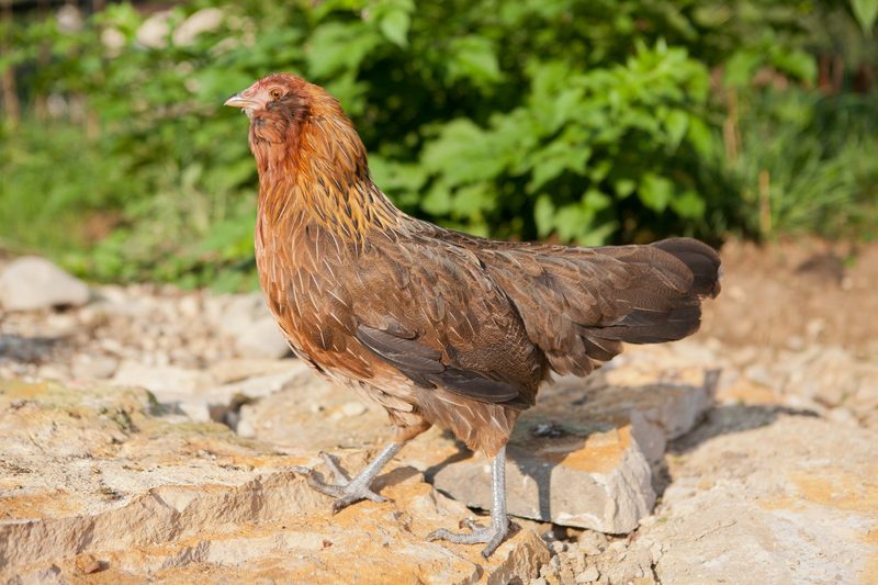 Das verlässliche und robuste Appenzeller Barthuhn