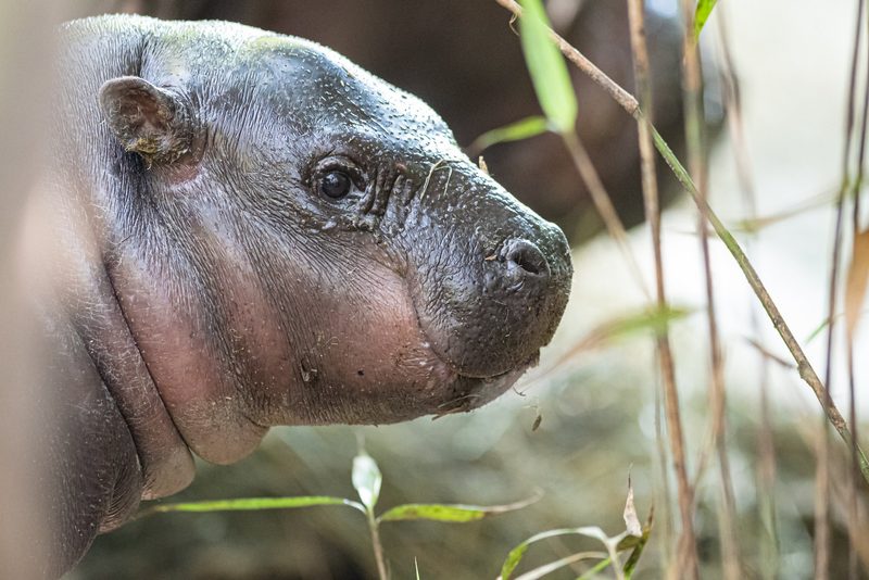 Zwergflusspferd-Baby Sala auf Entdeckungstour