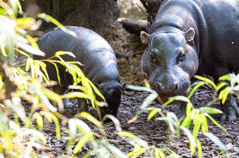 Zwergflusspferd-Baby Sala auf Entdeckungstour