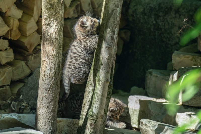 Wildkatzenbabys