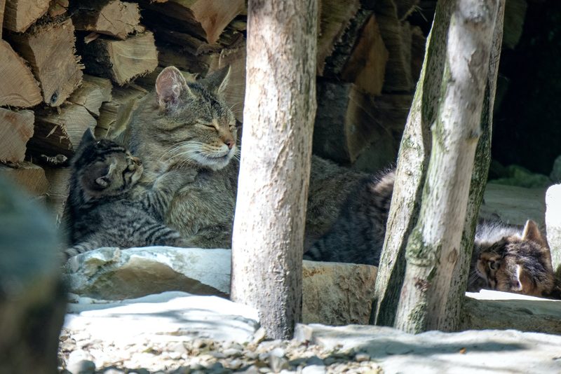 Wildkatzenbaby