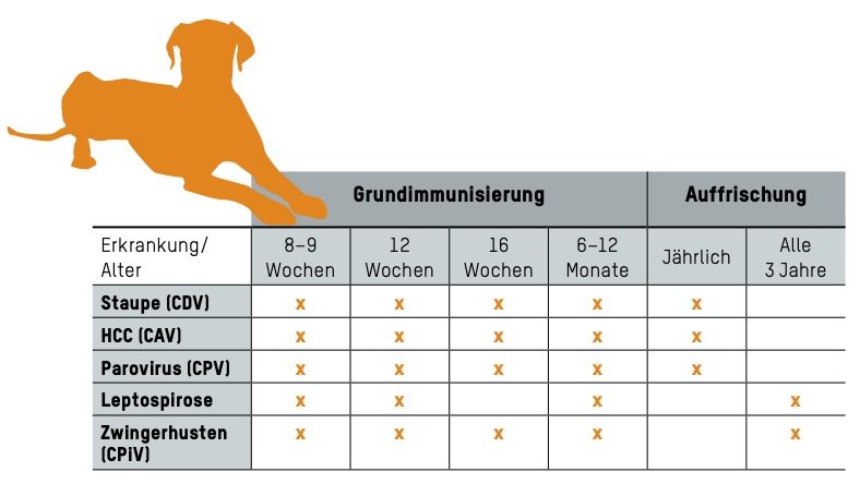 Impfen: Ein Pieks für die Gesundheit von Hund und Katze