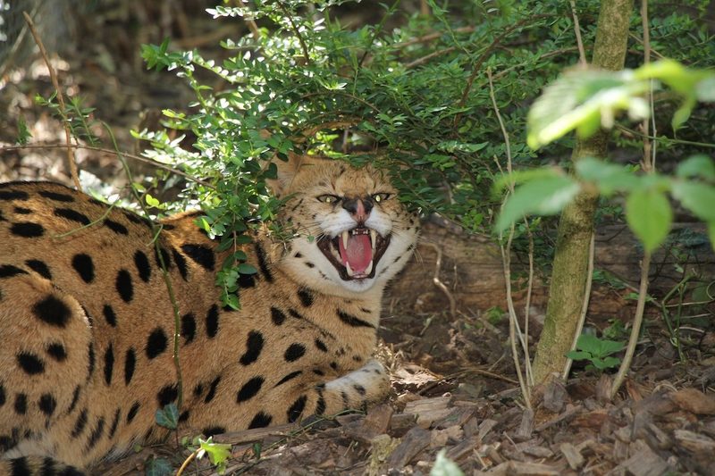 Dokumentarfilm auf SRF 1 über Wildtierhaltung