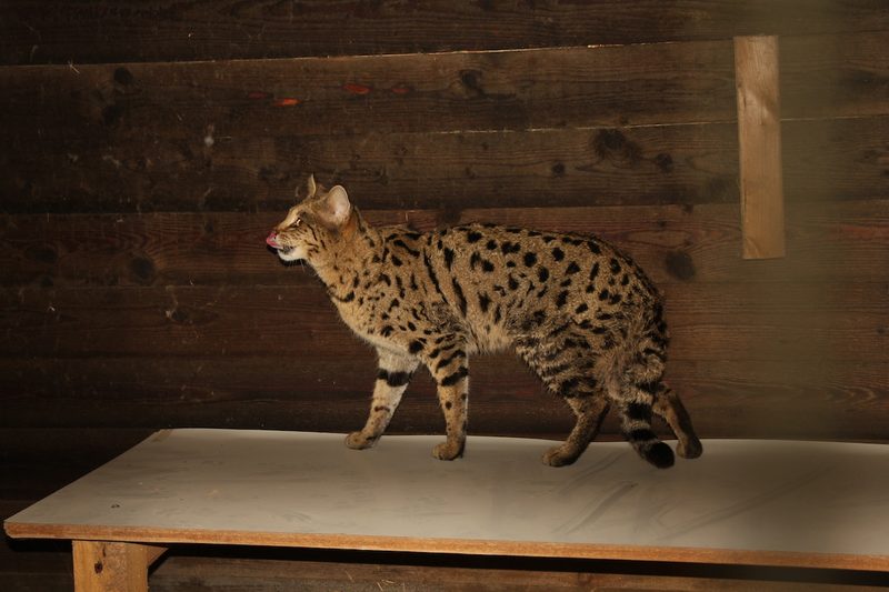 Dokumentarfilm auf SRF 1 über Wildtierhaltung