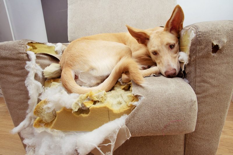 Vor der Anschaffung eines Hundes sollte der Sachkundenachweis für Neuhundehalter absolviert werden.
