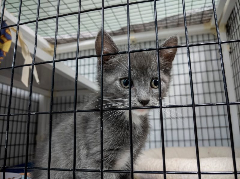 Nicht nur Hunde, sondern auch Katzen wurden während der Corona-Zeit oft voreilig angeschafft und landen nun im Tierheim oder einer Auffangstation.