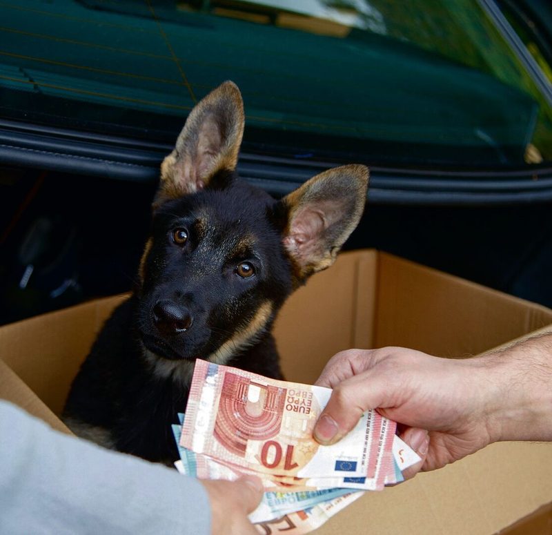 Ausreichende Fachkenntnisse der Neuhunde-besitzer und die Auswahl von seriösen Zuchten sind wichtig.