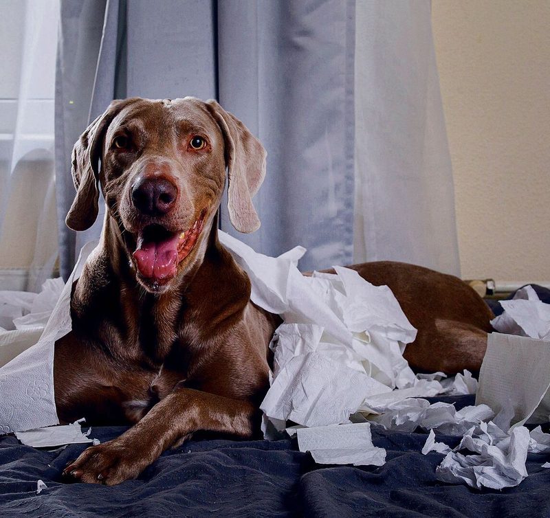 Hund Papier