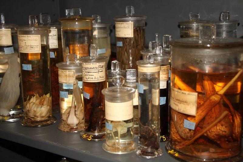 Das Herbarium des Botanischen Gartens der Universität Bern ist eine Fundgrube und nun online