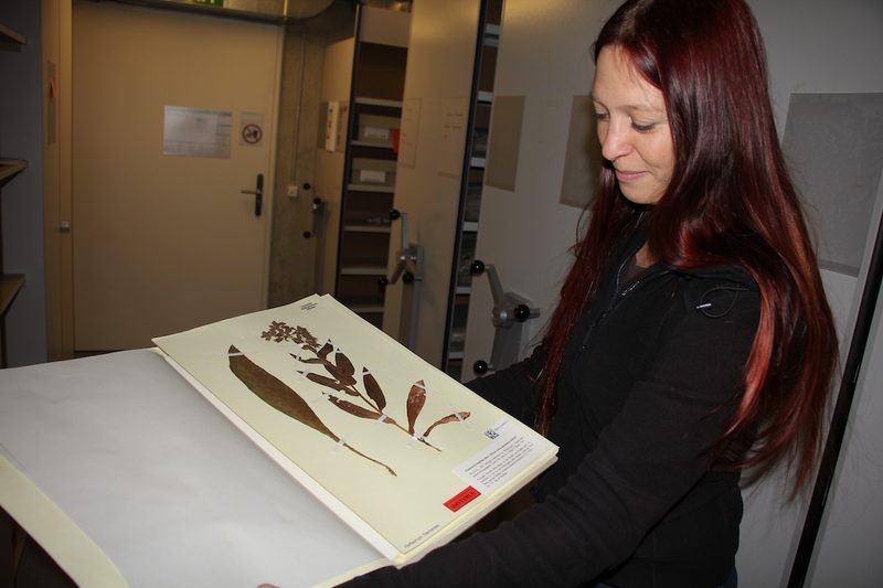 Das Herbarium des Botanischen Gartens der Universität Bern ist eine Fundgrube und nun online