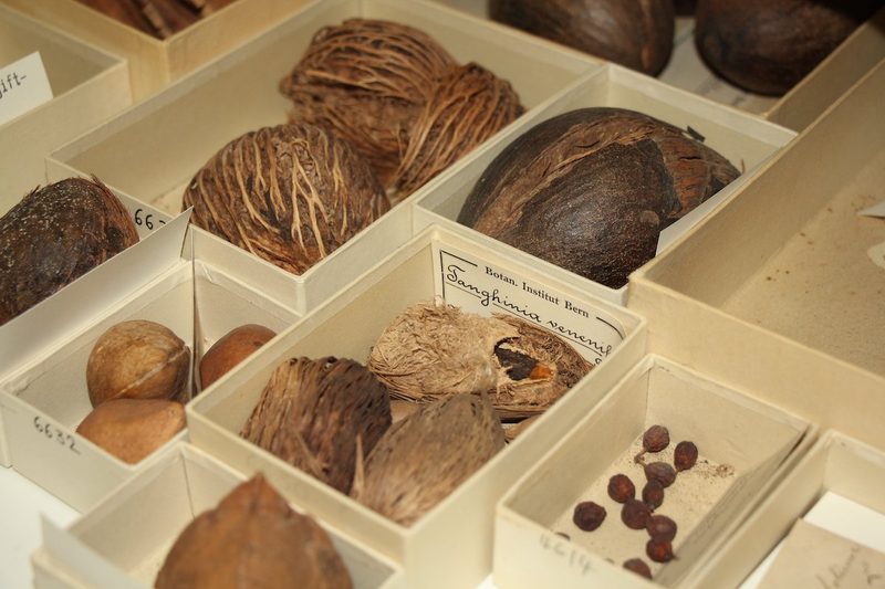 Das Herbarium des Botanischen Gartens der Universität Bern ist eine Fundgrube und nun online