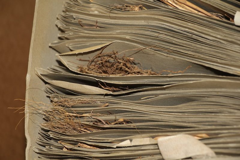 Das Herbarium des Botanischen Gartens der Universität Bern ist eine Fundgrube und nun online