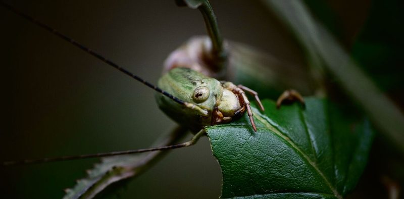 Die Odyssee endet im Papiliorama