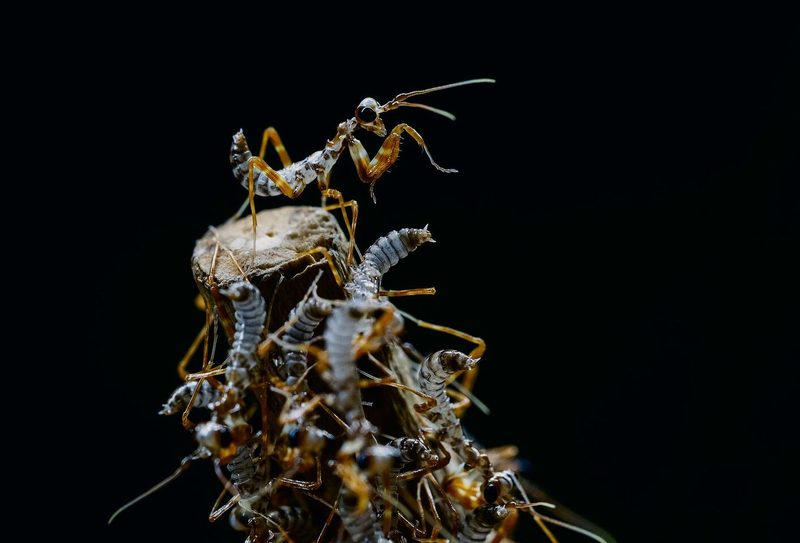 Die Odyssee endet im Papiliorama