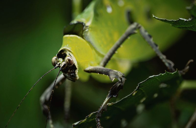 Die Odyssee endet im Papiliorama