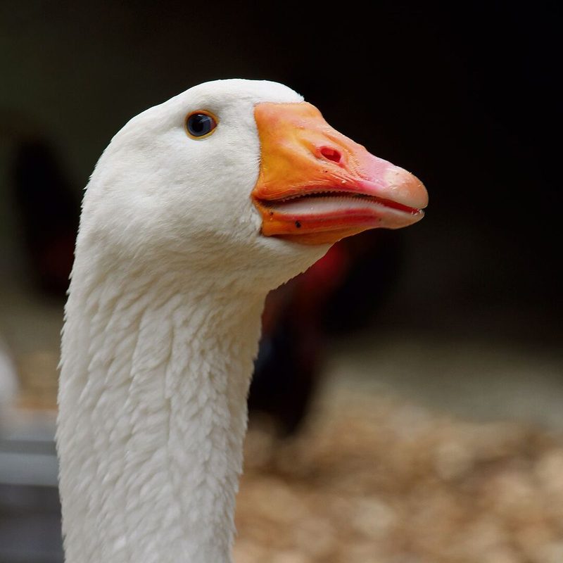 Mit unterschiedlichen Kopfstellungen drückt diese Diepholzer Gans ihre Stimmung aus.