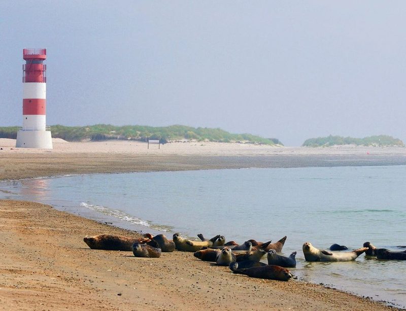 Tierisches Wattenmeer: Wie Arten den extremen Lebensraum meistern