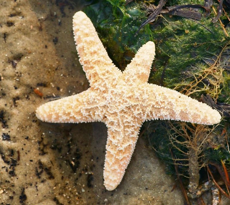 Tierisches Wattenmeer: Wie Arten den extremen Lebensraum meistern