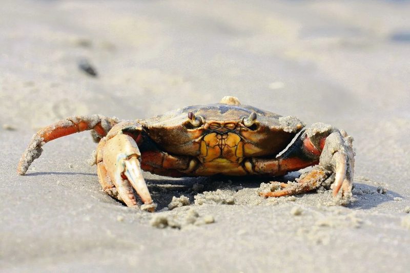 Tierisches Wattenmeer: Wie Arten den extremen Lebensraum meistern