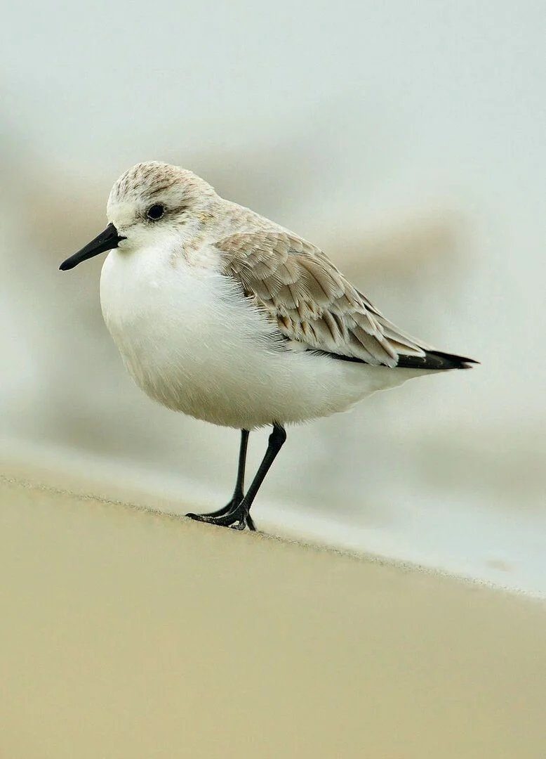 Tierisches Wattenmeer: Wie Arten den extremen Lebensraum meistern