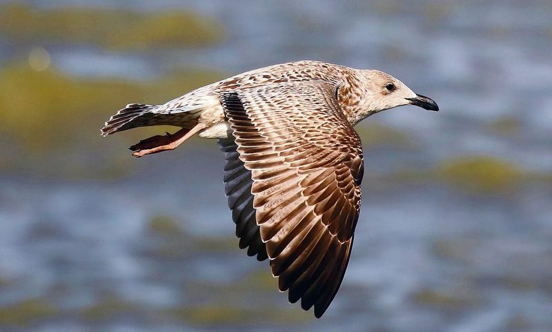Tierisches Wattenmeer: Wie Arten den extremen Lebensraum meistern