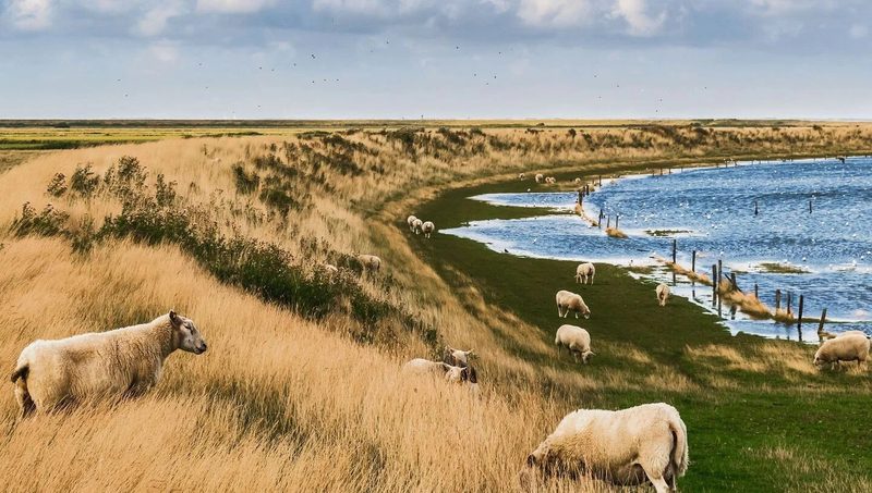Tierisches Wattenmeer: Wie Arten den extremen Lebensraum meistern