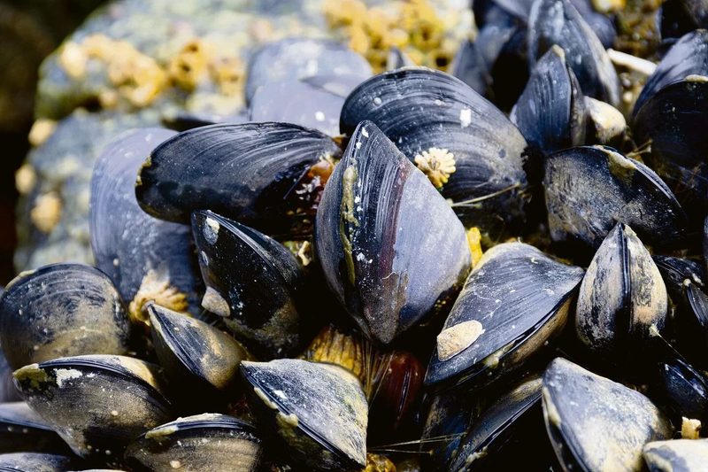 Tierisches Wattenmeer: Wie Arten den extremen Lebensraum meistern
