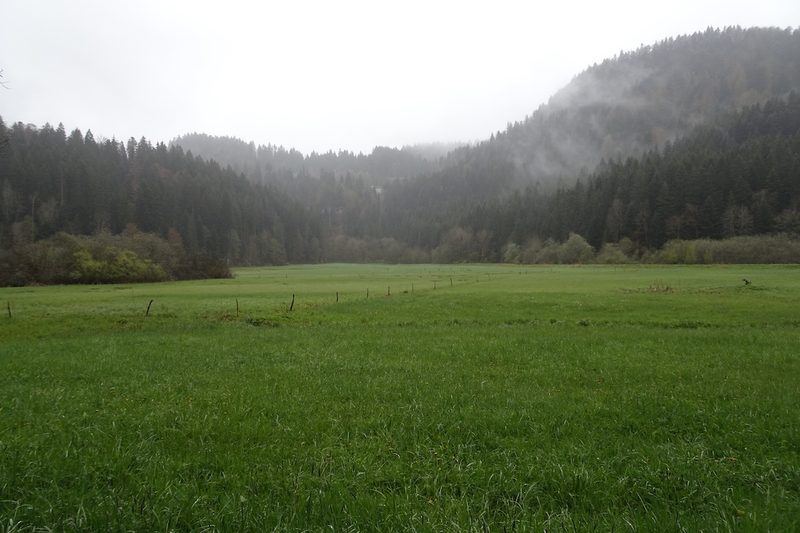 Auf der Suche nach der seltenen Schachbrettblume