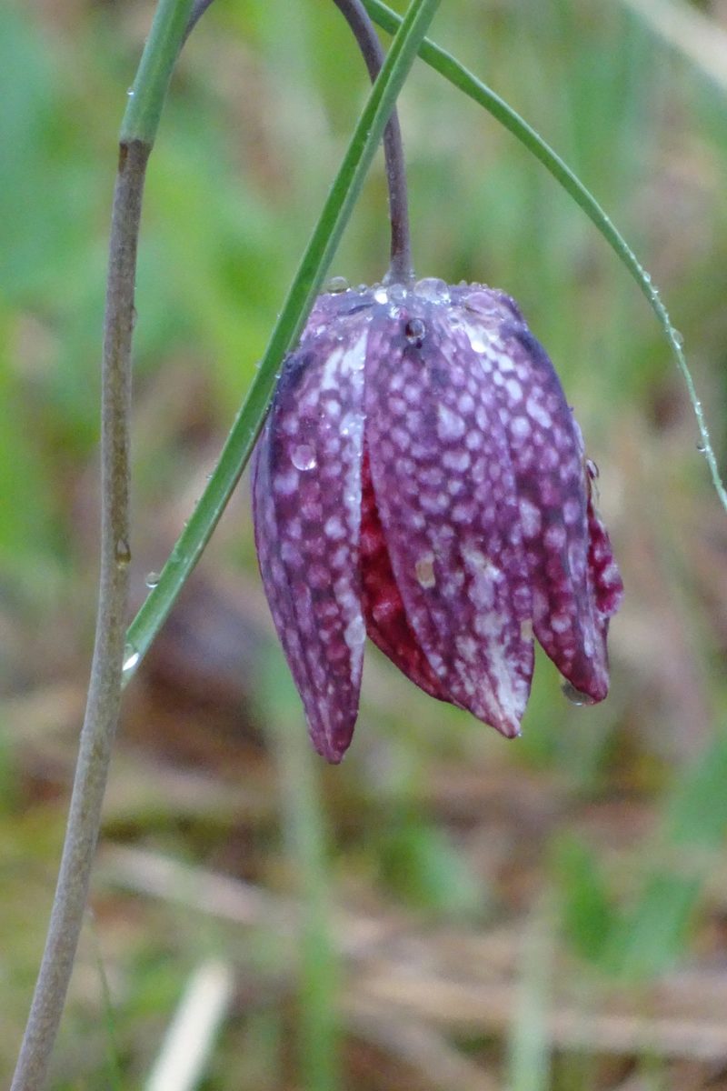 Auf der Suche nach der seltenen Schachbrettblume