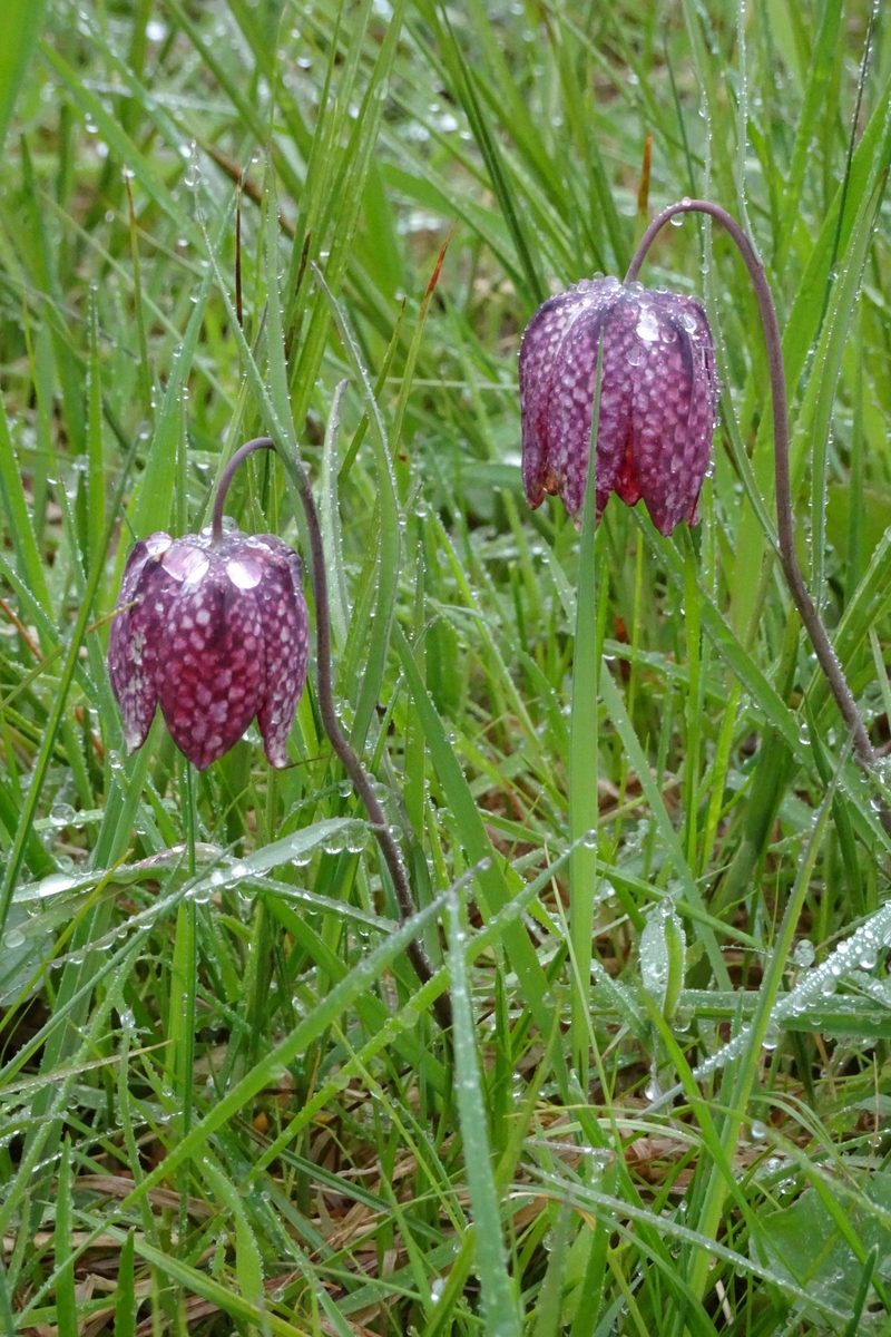 Auf der Suche nach der seltenen Schachbrettblume