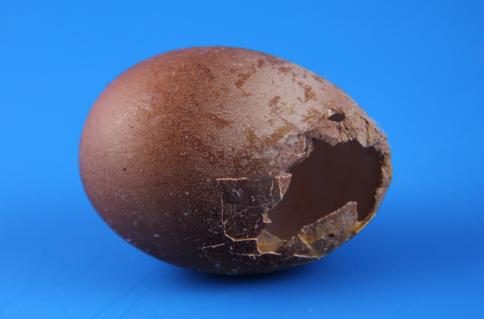 Eier2_s.jpg