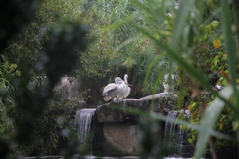 Rückblick auf ein Jahr Vogelzucht