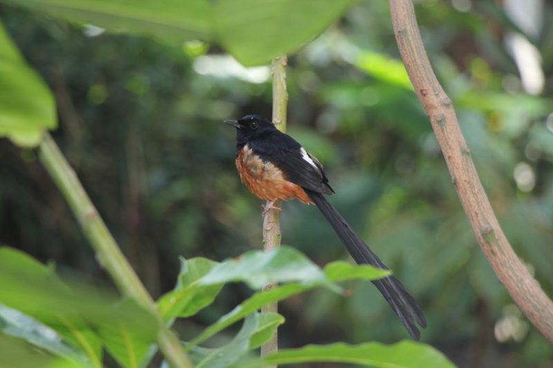 Rückblick auf ein Jahr Vogelzucht