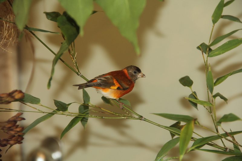 Rückblick auf ein Jahr Vogelzucht