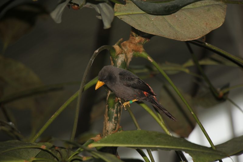 Rückblick auf ein Jahr Vogelzucht