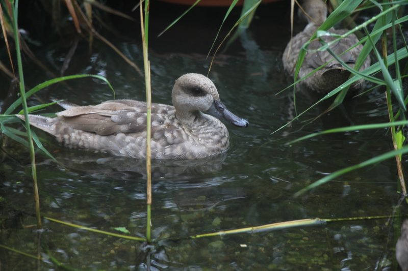 Rückblick auf ein Jahr Vogelzucht